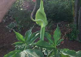Image result for Arisaema