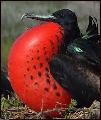 Bird With Red Neck Frigate Bird Via Angelo Nero Vogels Dieren Galapagos Eilanden