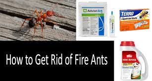 Check spelling or type a new query. How To Get Rid Of Fire Ants Top Things To Know About Fire Ant Treatment