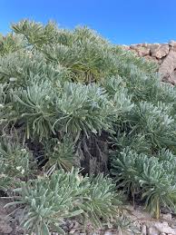 Image result for Suriana maritima