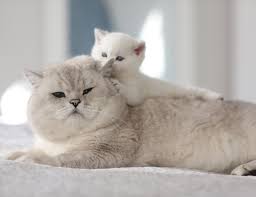 zhiren i krasiv koshki milye kotiki zhivotnye