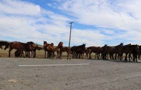 Аңыз бойынша жауласқан екі әулеттен шыққан қыз бен жігіттің сүйіспеншілігі мен. Ò›yz Zhibek Zhyry Qojalar Kz