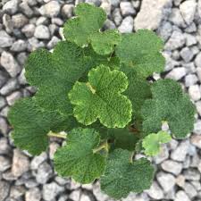 Image result for Rubus adolfi-friederici