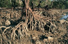 Mangroves roots grow upwards (photo) - Artist Artist als ... - mangroves_roots_grow_upwards_p