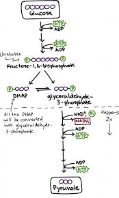 Energy Flow Chart Biology Www Bedowntowndaytona Com