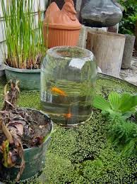 Wonderful Stuffs Outdoor Water Features Water Garden Outdoor Gardens Plants
