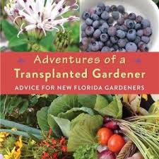 Image result for Toddaliopsis