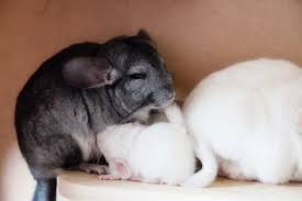 Hamsters are popular pets, particularly for children, because they are easy to house and feed. Chinchilla Breeding Basics Responsibility And Neutering Chincare