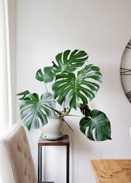 Get Pricey Houseplants For Free Part 2 Monstera Deliciosa Bay On A Budget House Plants Decor House Plants Indoor Plant Decor