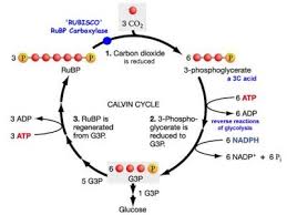 Is gluecose a product of photosynthesis is used to generate atp? Ap Bio Photosynthesis Flashcards Quizlet