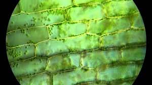 Check spelling or type a new query. Elodea Under Microscope Shefalitayal