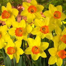 Buy Daffodil Red Devon Bulbs J Parker Dutch Bulbs Daffodils Daffodil Bulbs Bulb