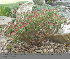 Image result for Hereroa glenensis