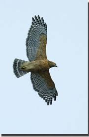 Birds Of Prey Texas Hill Country Red Shouldered Hawk We Have One In Our Neighborhood One Marvelous Day It Perched On A Patio Chair Looking Around I Wild Birds Backyard Birds Birds Of Prey