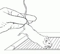 The precise meaning depends upon the context. Proper Animal Handling Restraint