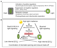 Check spelling or type a new query. Frontiers Light Mediated Signaling And Metabolic Changes Coordinate Stomatal Opening And Closure Plant Science