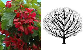 Maybe you would like to learn more about one of these? Best Trees For Denver