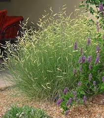 The blonde ambition (also known as blue grama grass) is a unique ornamental grass growing on tall flowering stems with blonde seed heads. Blonde Ambition Blue Grama Grass Watters Garden Center