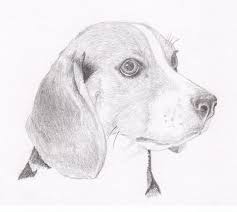 Beagle Signed Personalized Original Pencil Drawing Double Matted Print Free Shipping Desert Impres Pencil Drawings Animal Drawings Cartoon Drawings