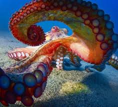 Pin By Zahir On Photo Zahi Octopus Colors Octopus Photography Beautiful Sea Creatures