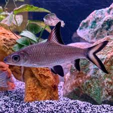 Bala Shark Balashark Shark Bala Cichlidkeeper Silvershark Fish Fishing Fishtank Fishkeeping Aquarium Aquascape Aquariumhobby Hobby Freshwater
