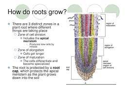 A major characteristic of multicellular organisms is that many different cell types are present. Plant Structure Growth Development Ppt Download