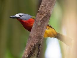 Image result for Buchnera keilii