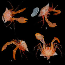 Image result for Crabbea glandulosa