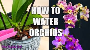 Orchids flourish in air that is 50 percent humidity or above. Orchid Care For Beginners How To Water Phalaenopsis Orchids Youtube