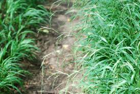 Image result for Brachypodium flexum