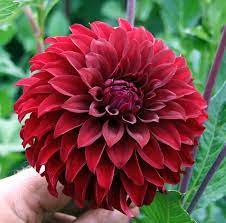 2013pricelist Dahlia Flowers Beautiful Girl Indian