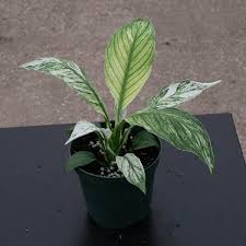 Image result for Spathiphyllum
