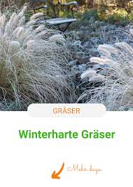 Nicht alle gräser sind winterhart. Winterharte Graser Die Besten Arten In 2020 Winterharte Graser Winterhart Pampasgras Winterhart