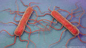The pathogen is very specific and the leading cause for major listeria recalls. Listeria Tainted Sausage Deaths In Germany Lead To Calls For Better Consumer Protection News Dw 05 10 2019