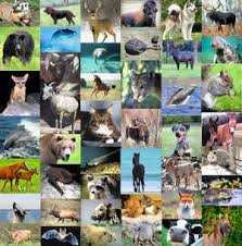 In god we trust (1868) state flower: Florida State Animal Florida Panther Felis Concolor Coryi