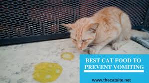 Best Cat Foods For Older Cats With Sensitive Stomachs Best Cat Food Cats Cool Cats