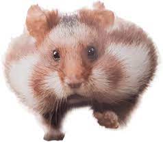 Download now for free this hamster background transparent png image with no background. Hamster Transparent Background Png Png Arts