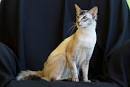 9 Asian Cat Breeds | PetCareRx