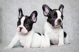 Puppies under 12 weeks old are not old enough for a prescription. Flea Treatment For Puppies Under 12 Weeks Pet Ponder