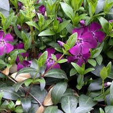 Vinca Minor Atropurpurea Petite Pervenche Couvre Sol Pourpre Couvre Sol Vivaces Couvre Sol Plantes Couvre Sol