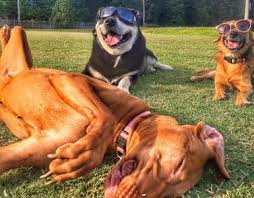 Best sellers in dog training pads & trays. Dog Obedience Trainer Pittsburgh Pa Pittsburgh Pennsylvania Dog Trainers Pittsburgh Off Leash K9 Dog Training Dog Trainer Pittsburgh Pa