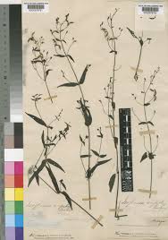 Image result for Isoglossa milanjiensis