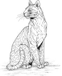 You will have a great time! Leopard Sitting Cheetah Drawing Cheetah Coloring Page Horse Coloring Pages