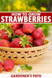 Strawberry plant thrives when it has plenty of room to breathe, both in the open air and inside the soil. How To Plant And Grow Strawberries Gardener S Path