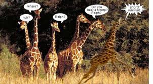 12 Sounds Giraffes Make Giraffe Group Of Giraffes Funny Animals