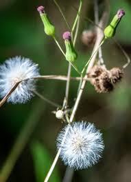 Image result for Emilia debilis