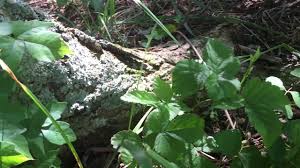 Although, for some extremely sensitive people, any part of a plant they are affected by can cause irritation. Poison Oak Blackberry Youtube