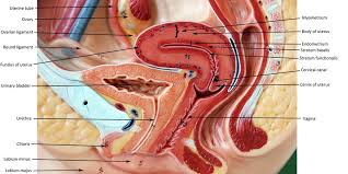 Image Result For Fundus Of Uterus On Model Digestive System Model Uterus Model