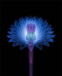 Frantic Gallery Murayama Light Painting Xray Art