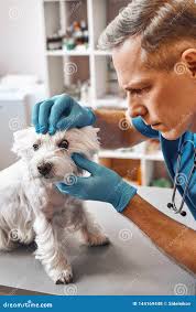 13,421 Vet Man Stock Photos